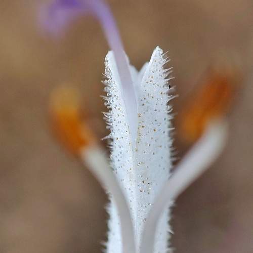 Photo #10878674