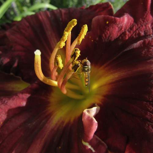 Photo #10878728