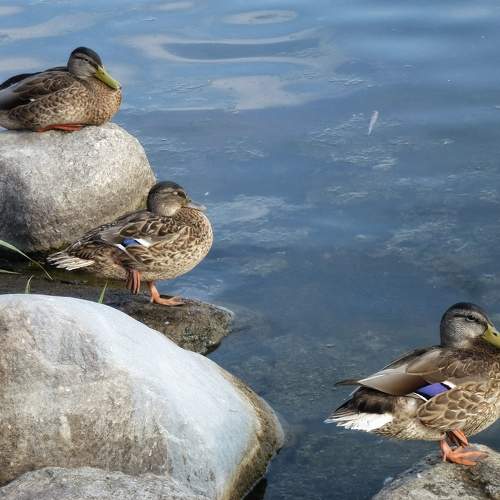 Photo #10879265