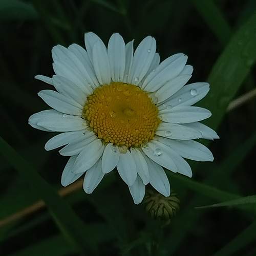 Photo #10879285