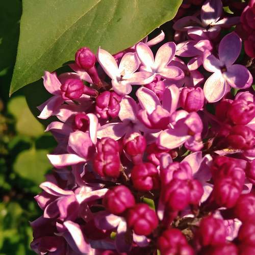 Photo #10880727