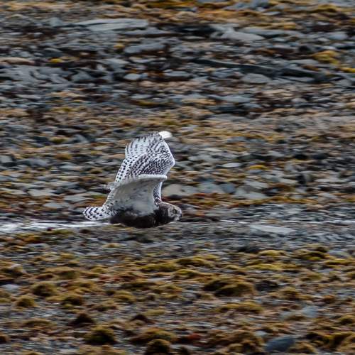 Полярная сова