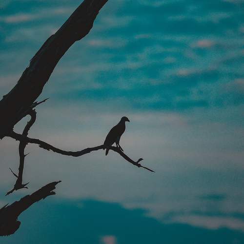 Alone eagle