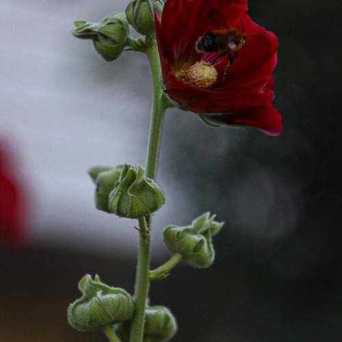 Photo #10882311