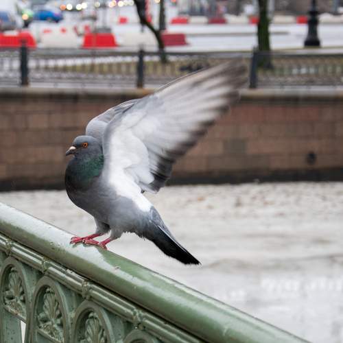 Photo #10883574