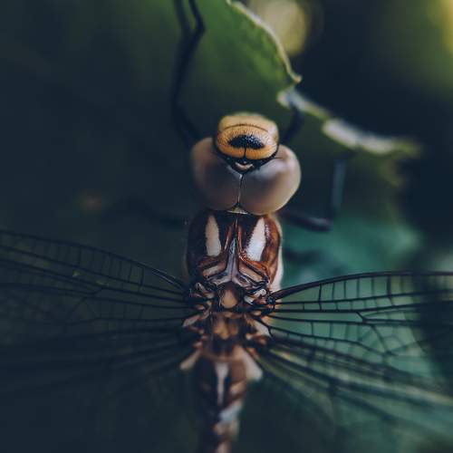Photo #10884005