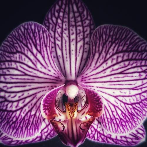 Photo #10885760