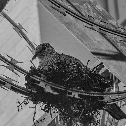 The Bird