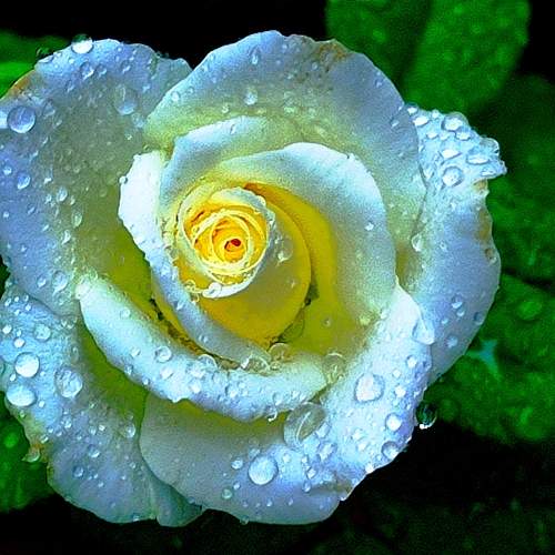 Water droplets on rose