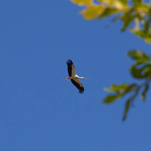 Photo #10886874