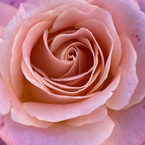 Photo #10887353