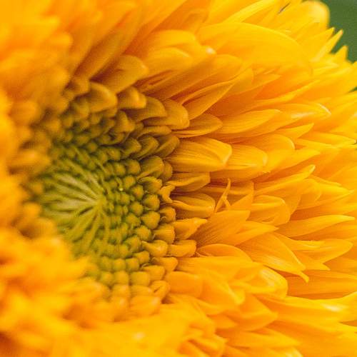 Photo #10887385