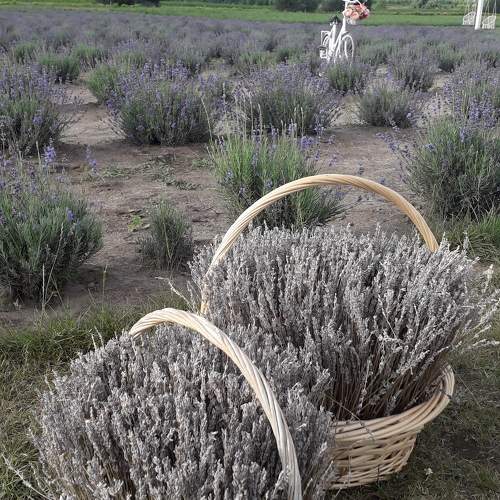 Photo #10887459