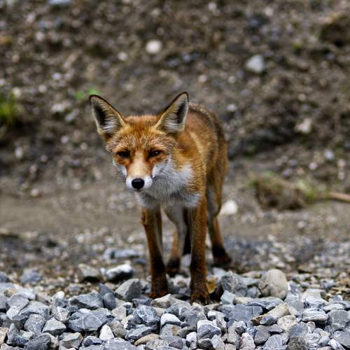 Photo #10888239