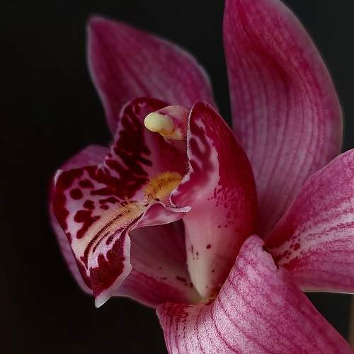 Photo #10888930