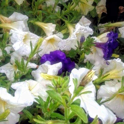 Photo #10889403
