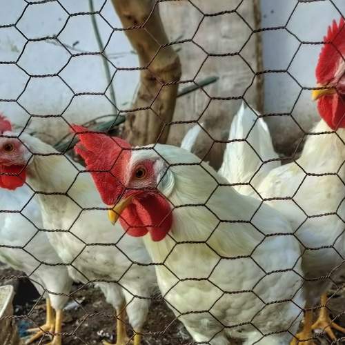 Photo #10889603