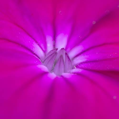 Photo #10889622