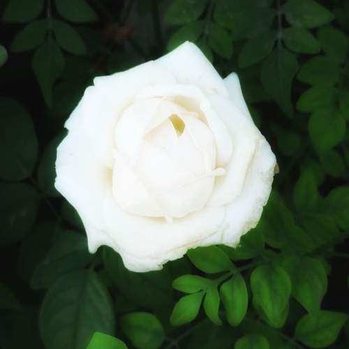 Photo #10890140