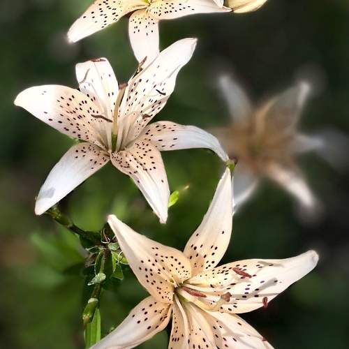 Photo #10890591