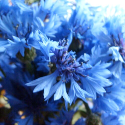 Photo #10890985