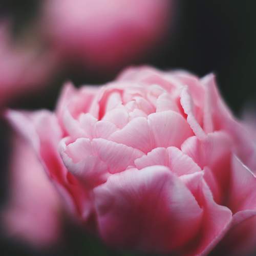 Photo #10891975