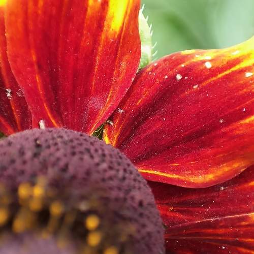 Photo #10892136