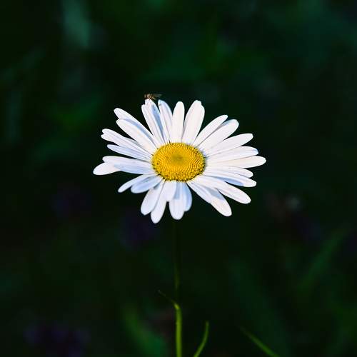 Photo #10892607