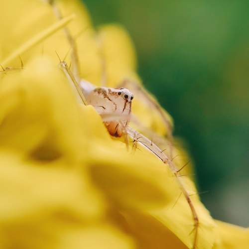 Jumping Spider
