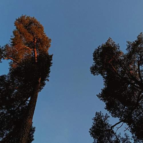 Photo #10894232