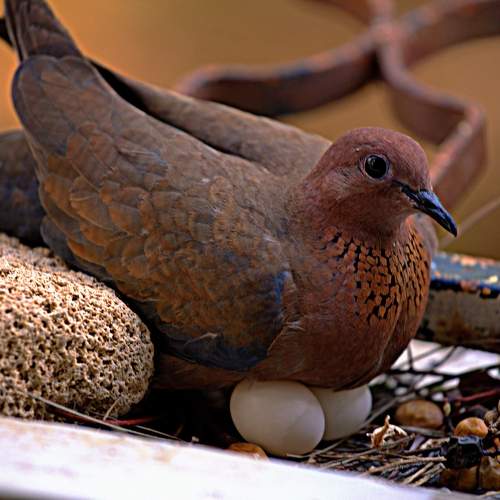 Photo #10894504