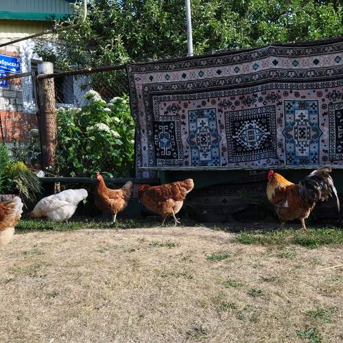 Мордовские куры