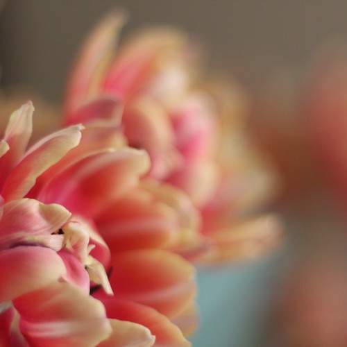 Photo #10897929