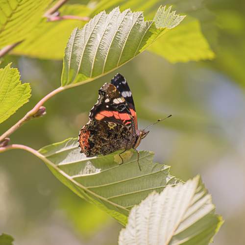 Photo #10898891