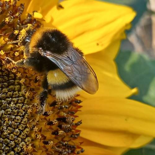 Photo #10899903