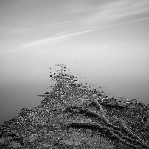 Roots