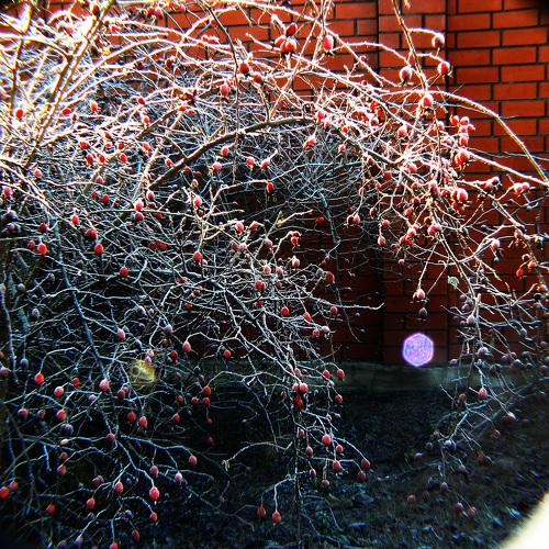 Photo #1092299