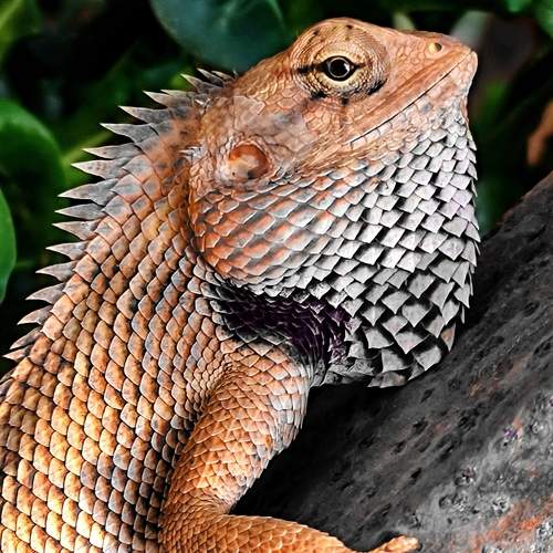 Photo #10901142