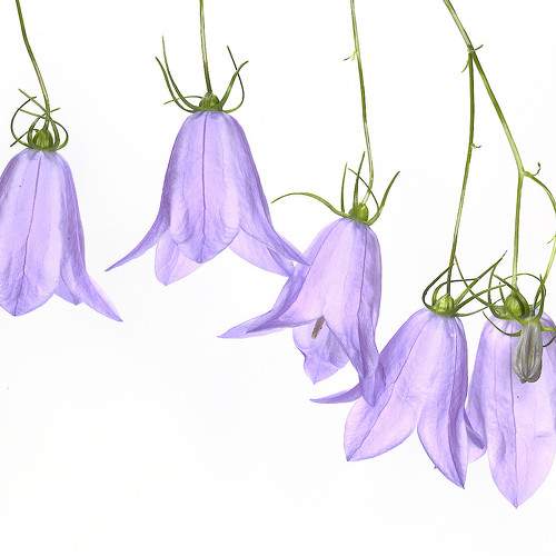 Campanula rotundifolia