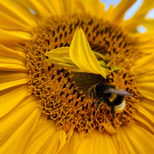 Sunflower Bee Pollination