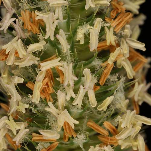 Phleum pratense