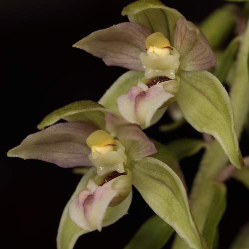 Epipactis helleborine