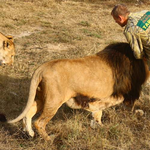 Человек-лев Олег Зубков.