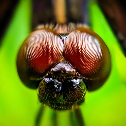 Dragonfly (disambiguation).
