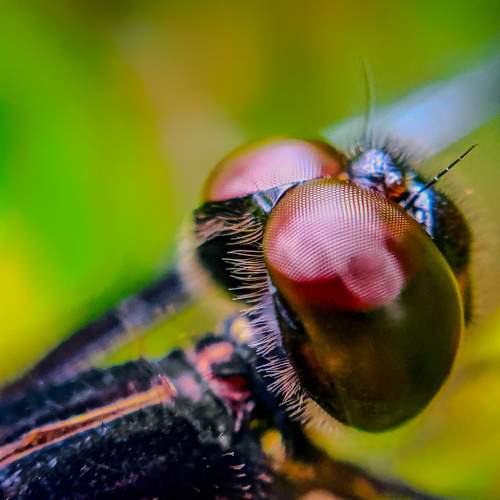Dragonfly (disambiguation).