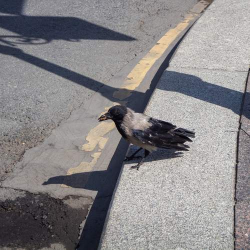 Photo #10906166