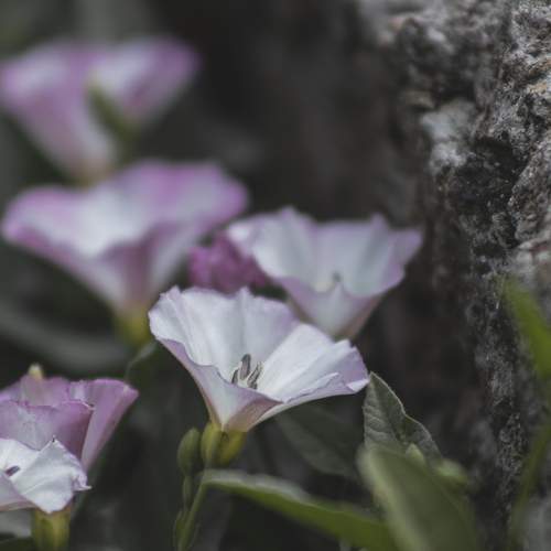 Photo #10906274