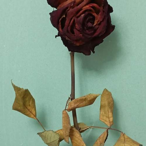 Photo #10906826