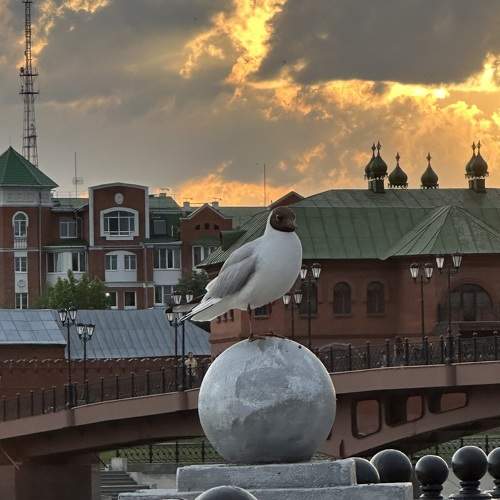 Фотография #10907861