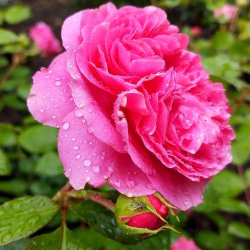 Photo #10907935